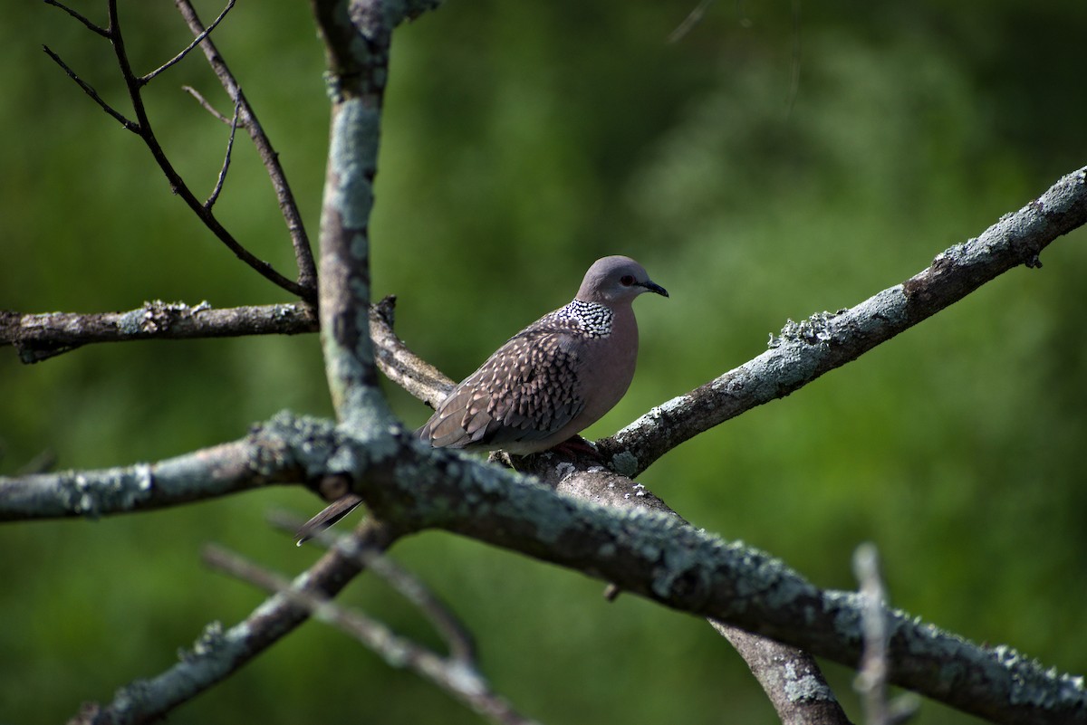 Spotted Dove - ML621096310