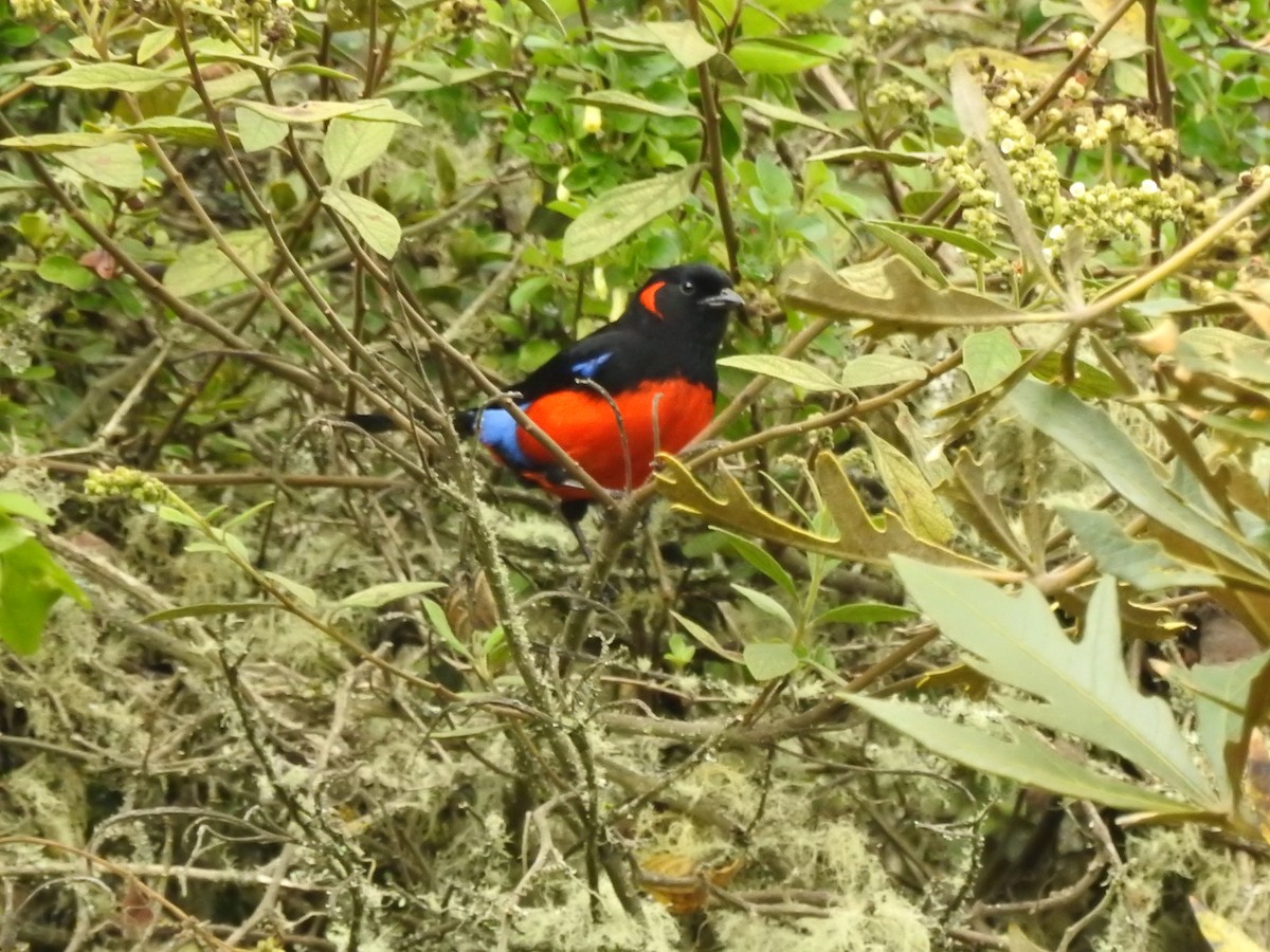 Scarlet-bellied Mountain Tanager - ML621096337