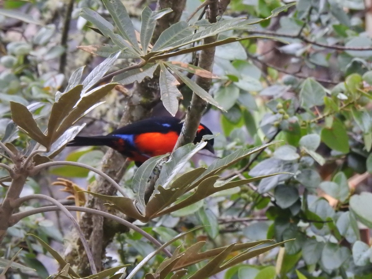 Scarlet-bellied Mountain Tanager - ML621096339
