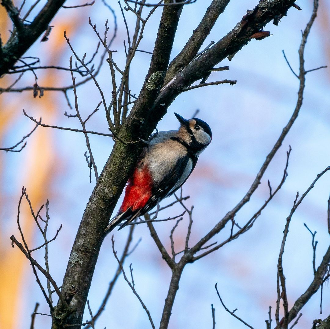 Great Spotted Woodpecker - ML621096388