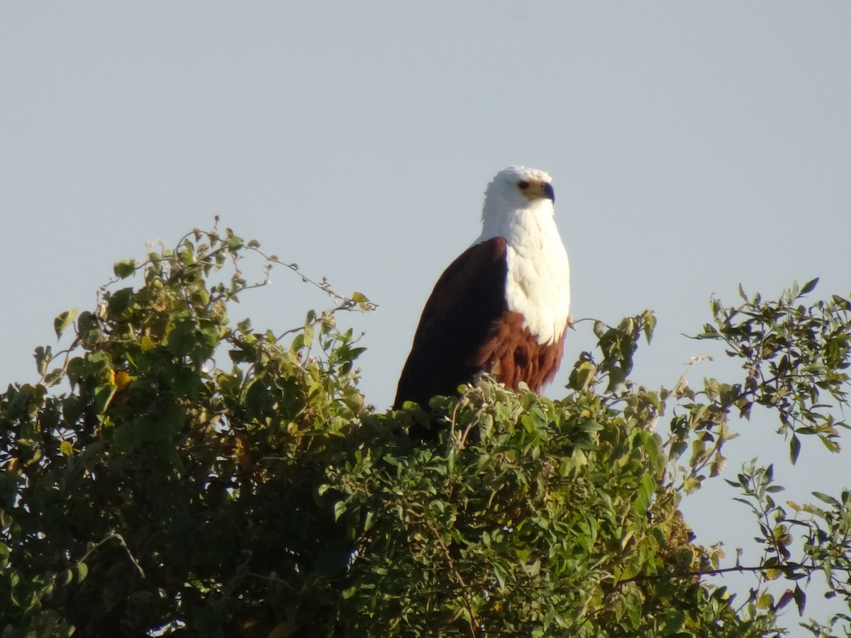 African Fish-Eagle - ML621096424