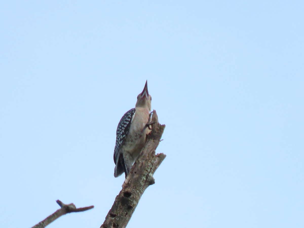 Red-bellied Woodpecker - ML621096428