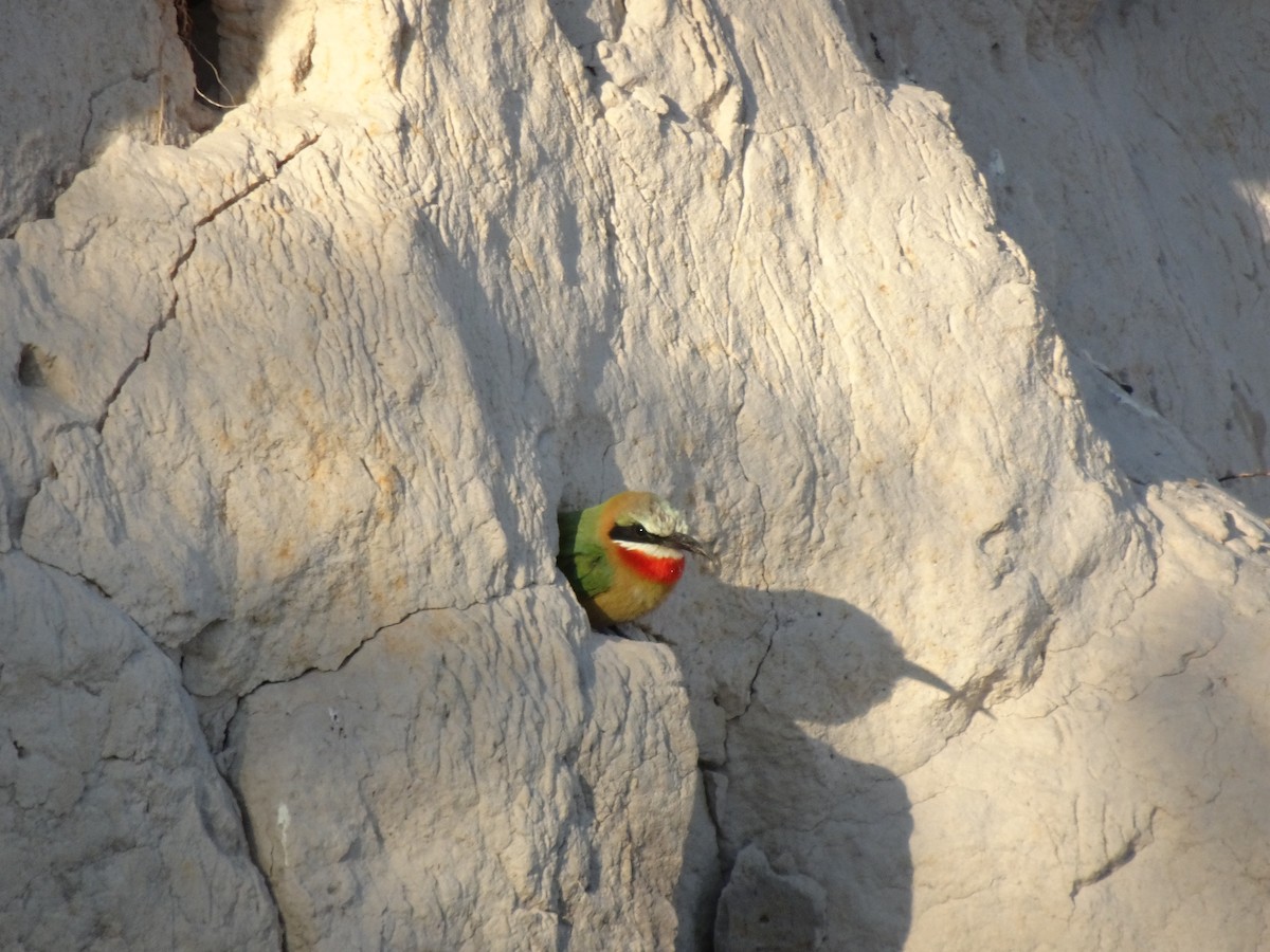 White-fronted Bee-eater - ML621096430