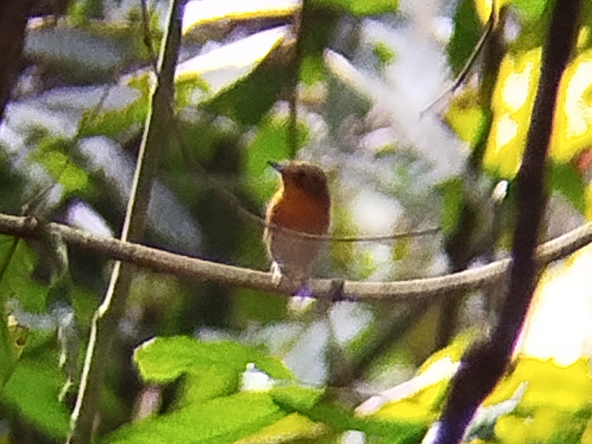 Rufous-chested Flycatcher - ML621096431
