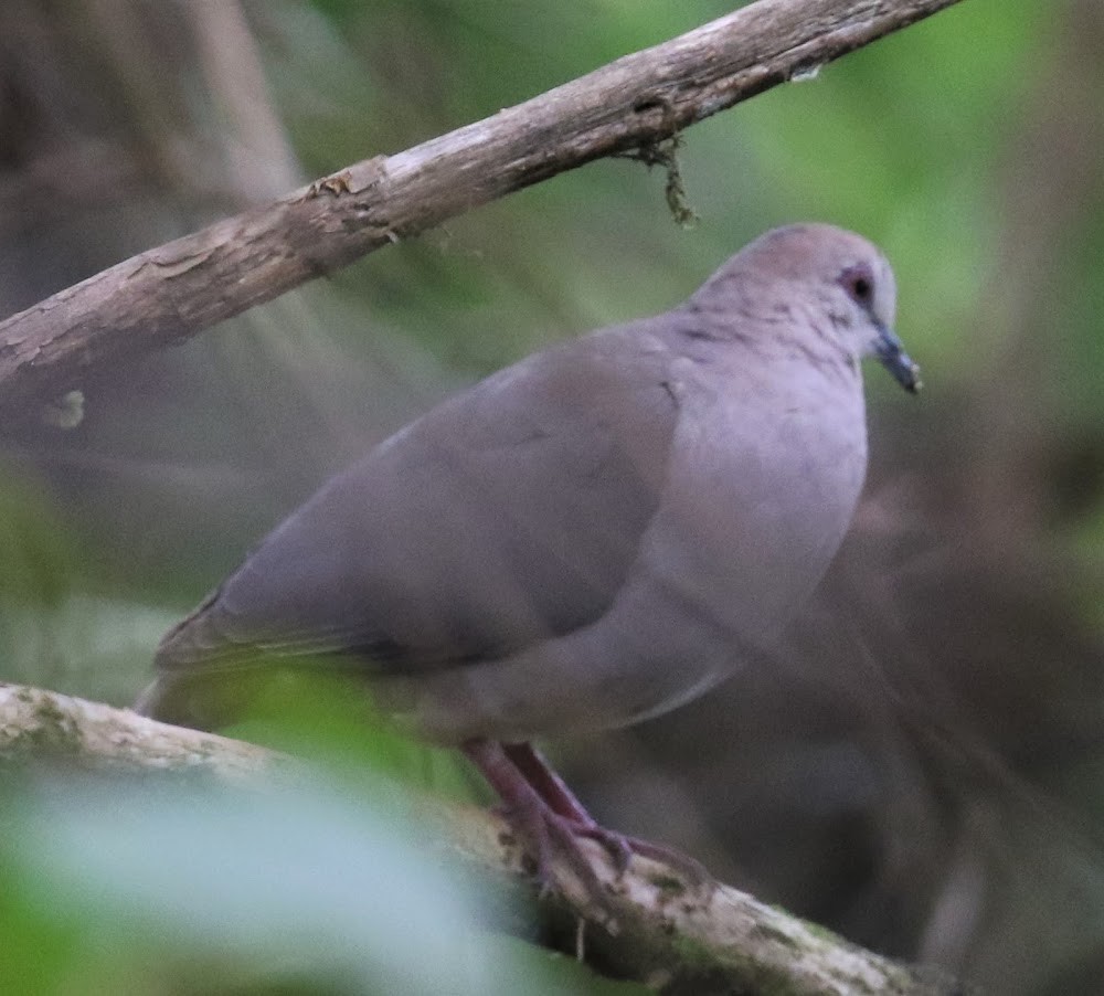 White-tipped Dove (decolor) - ML621096446