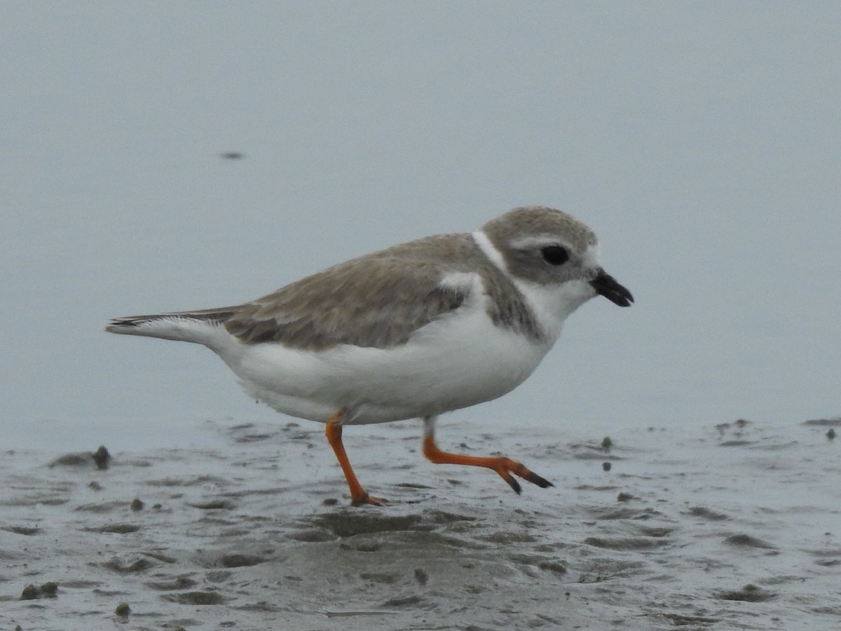 Piping Plover - ML621096460