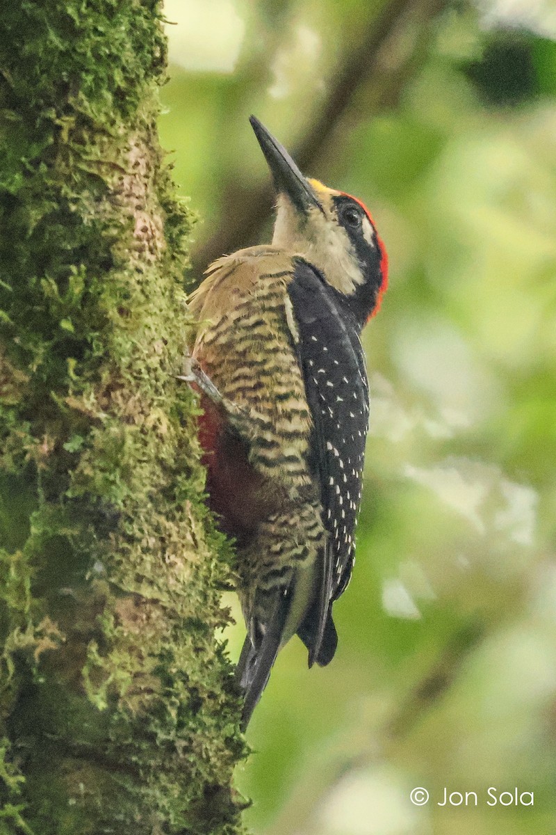 Black-cheeked Woodpecker - ML621096474