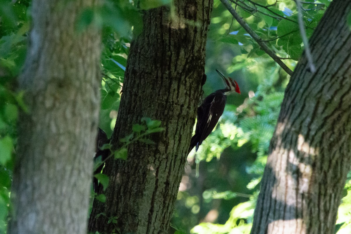 Pileated Woodpecker - ML621096486