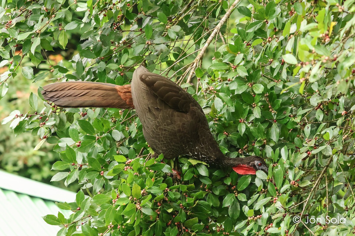 Crested Guan - ML621096487