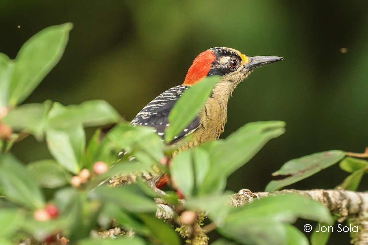 Black-cheeked Woodpecker - ML621096489
