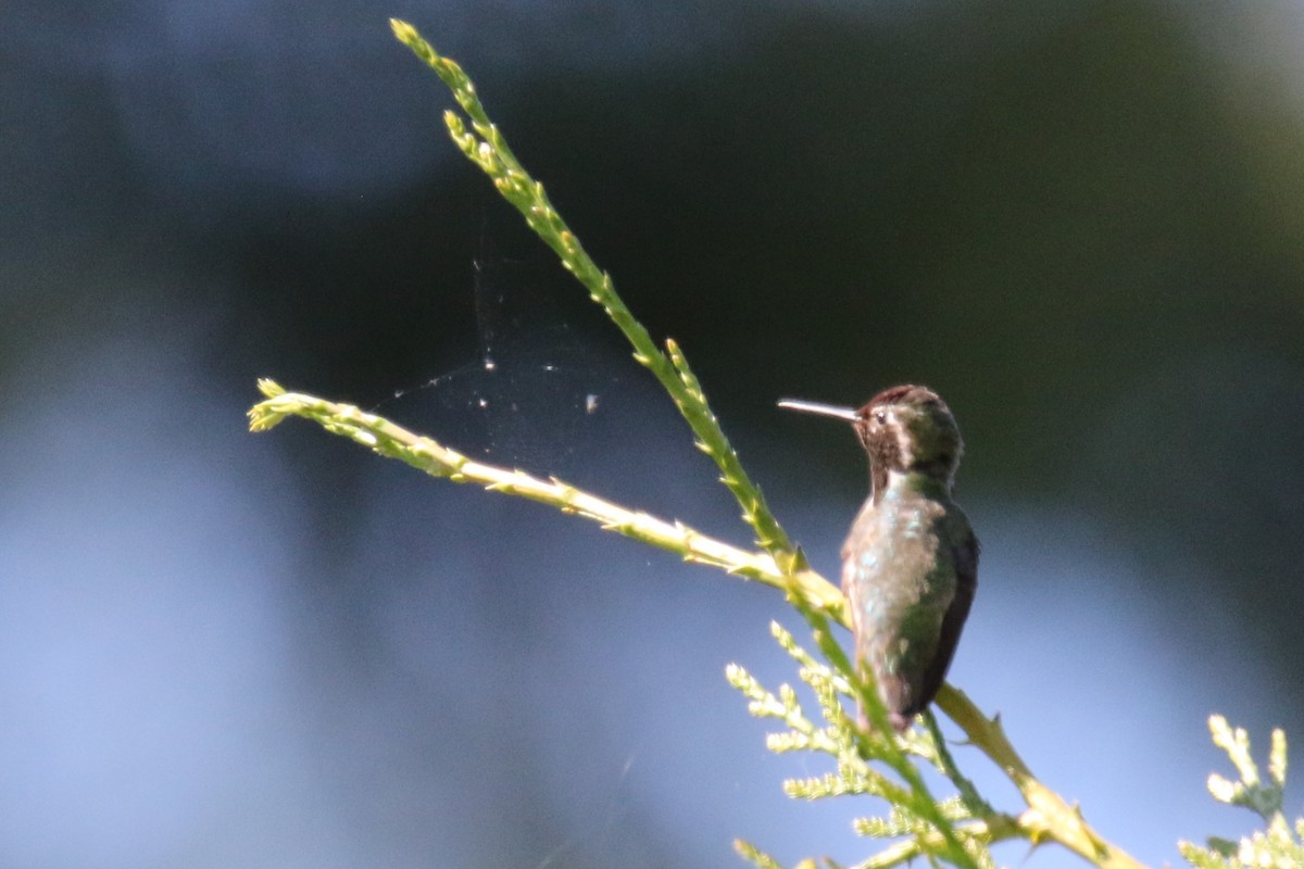 Anna's Hummingbird - ML621096493