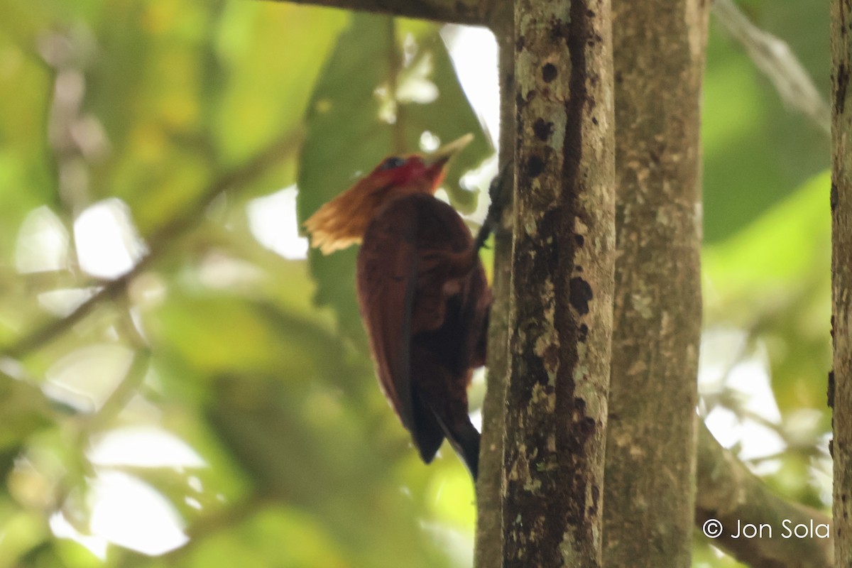 Chestnut-colored Woodpecker - ML621096517