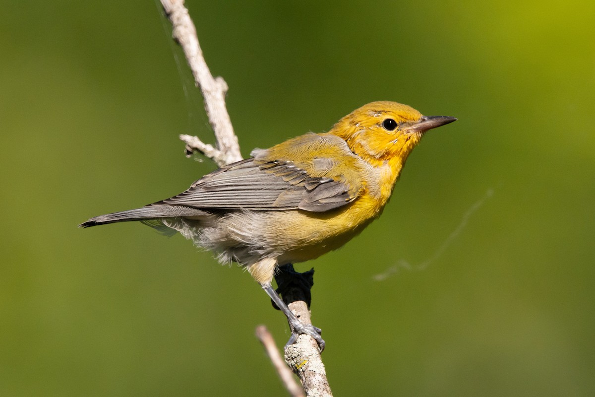 Prothonotary Warbler - ML621096518