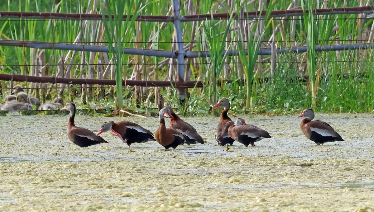 Black-bellied Whistling-Duck - Michael Smith