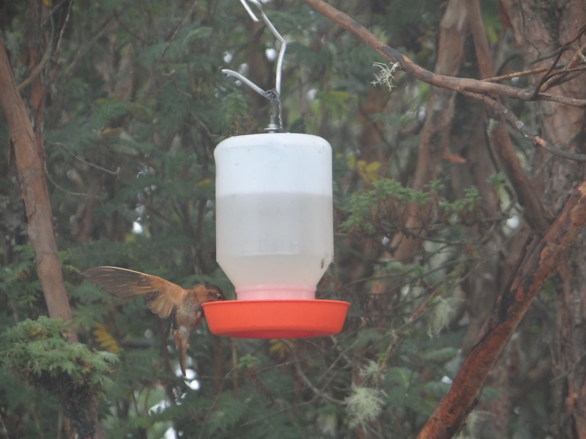 kolibřík duhovohřbetý - ML621096596