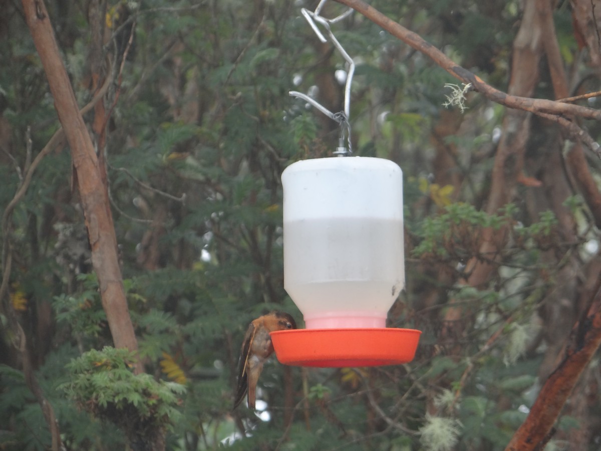kolibřík duhovohřbetý - ML621096597