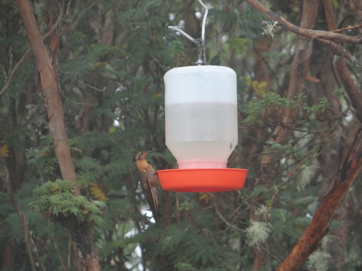 kolibřík duhovohřbetý - ML621096598
