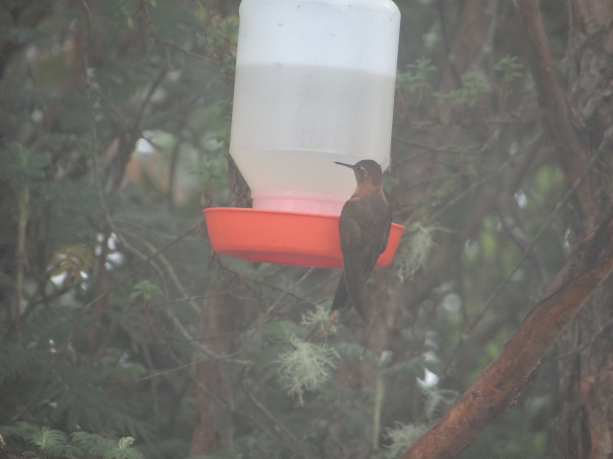 kolibřík duhovohřbetý - ML621096599