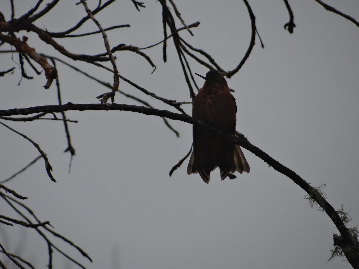 kolibřík dřišťálový - ML621096664