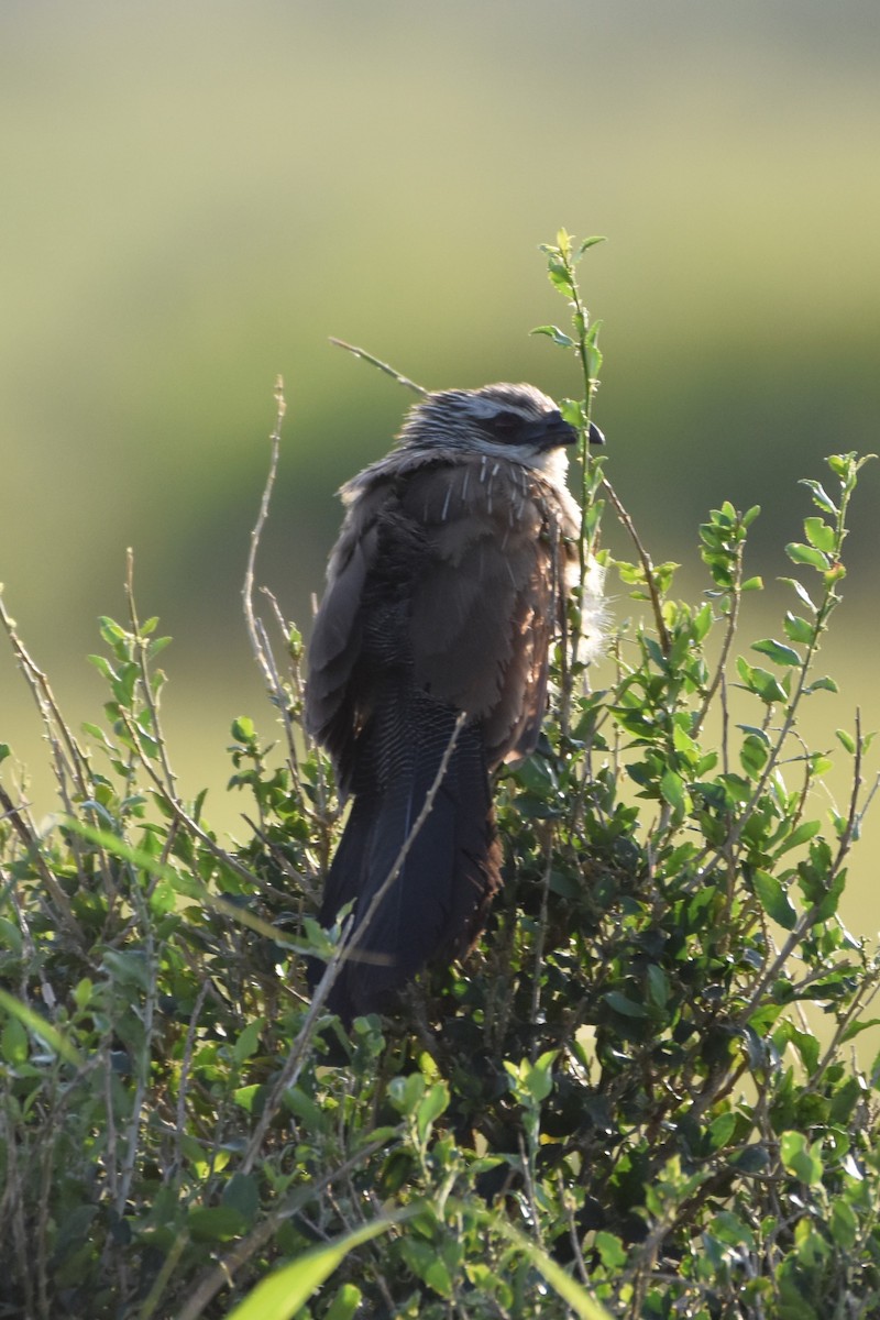 White-browed Coucal - Philip Bailey