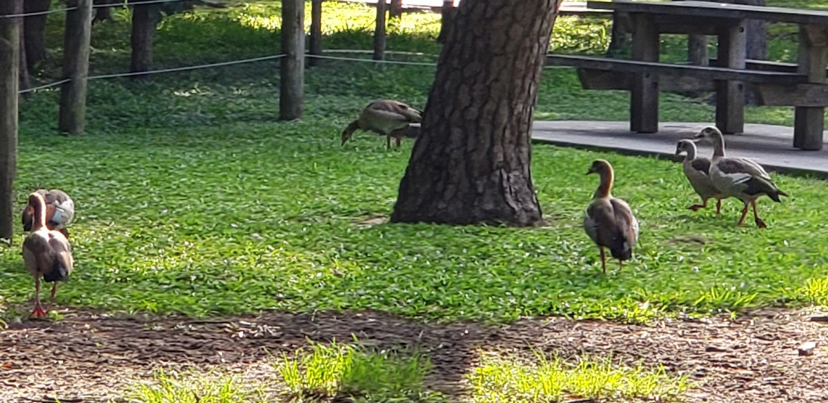 Egyptian Goose - ML621096698