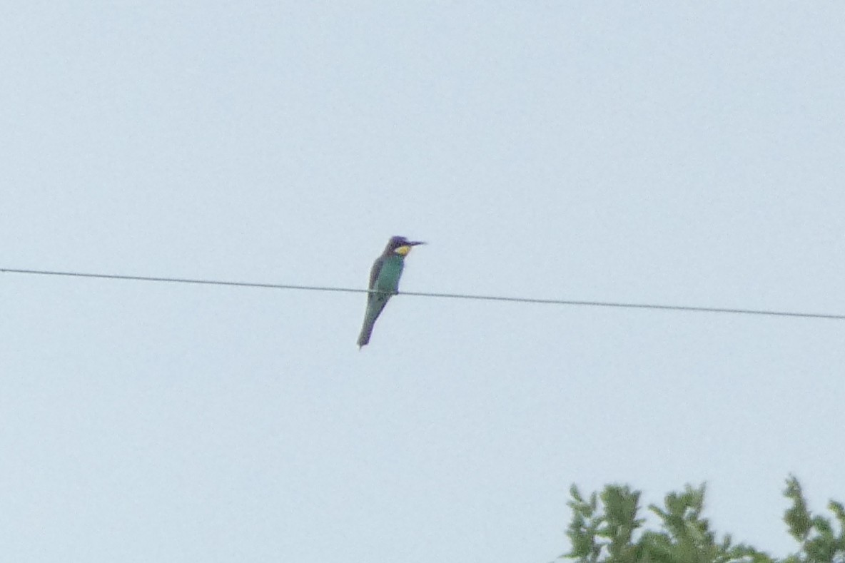 European Bee-eater - ML621096720