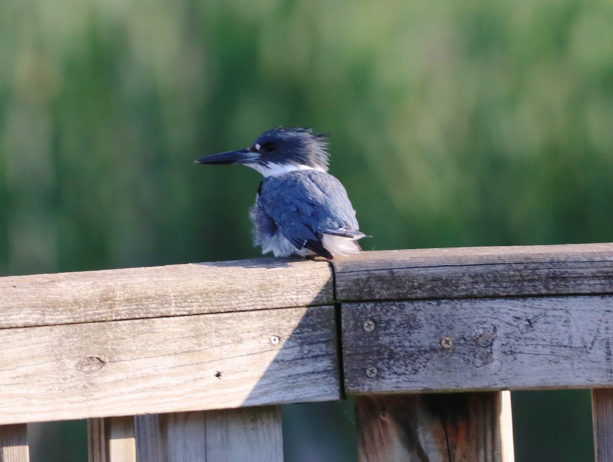 Belted Kingfisher - ML621096754