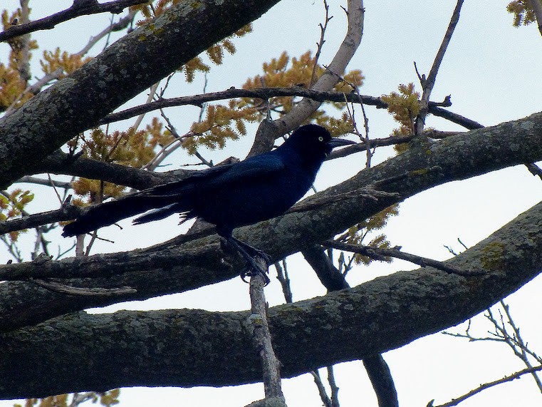 Boat-tailed Grackle - ML621096771