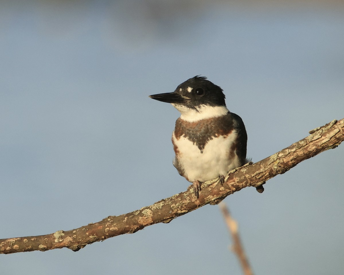 Belted Kingfisher - ML621096772