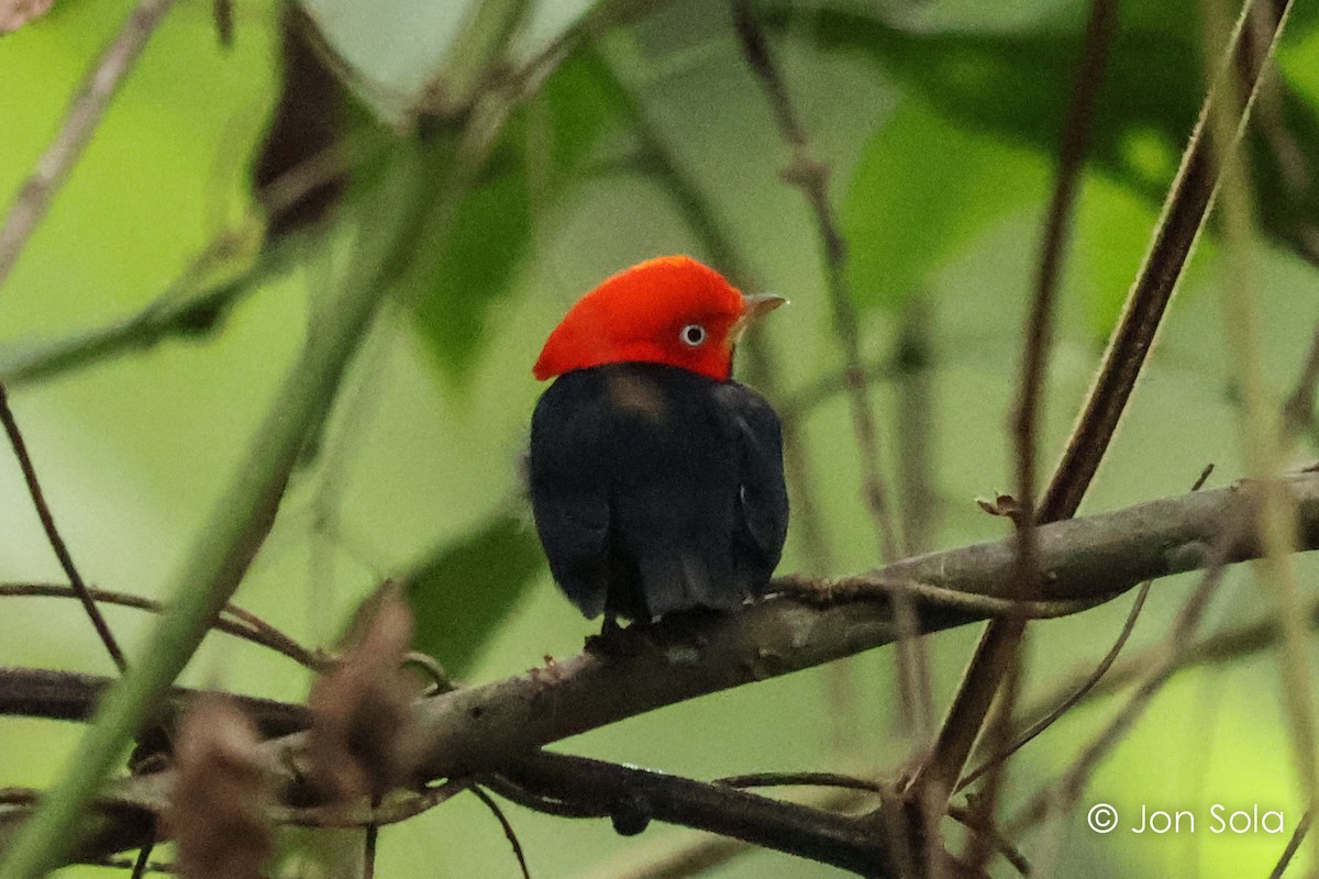 Red-capped Manakin - ML621096773