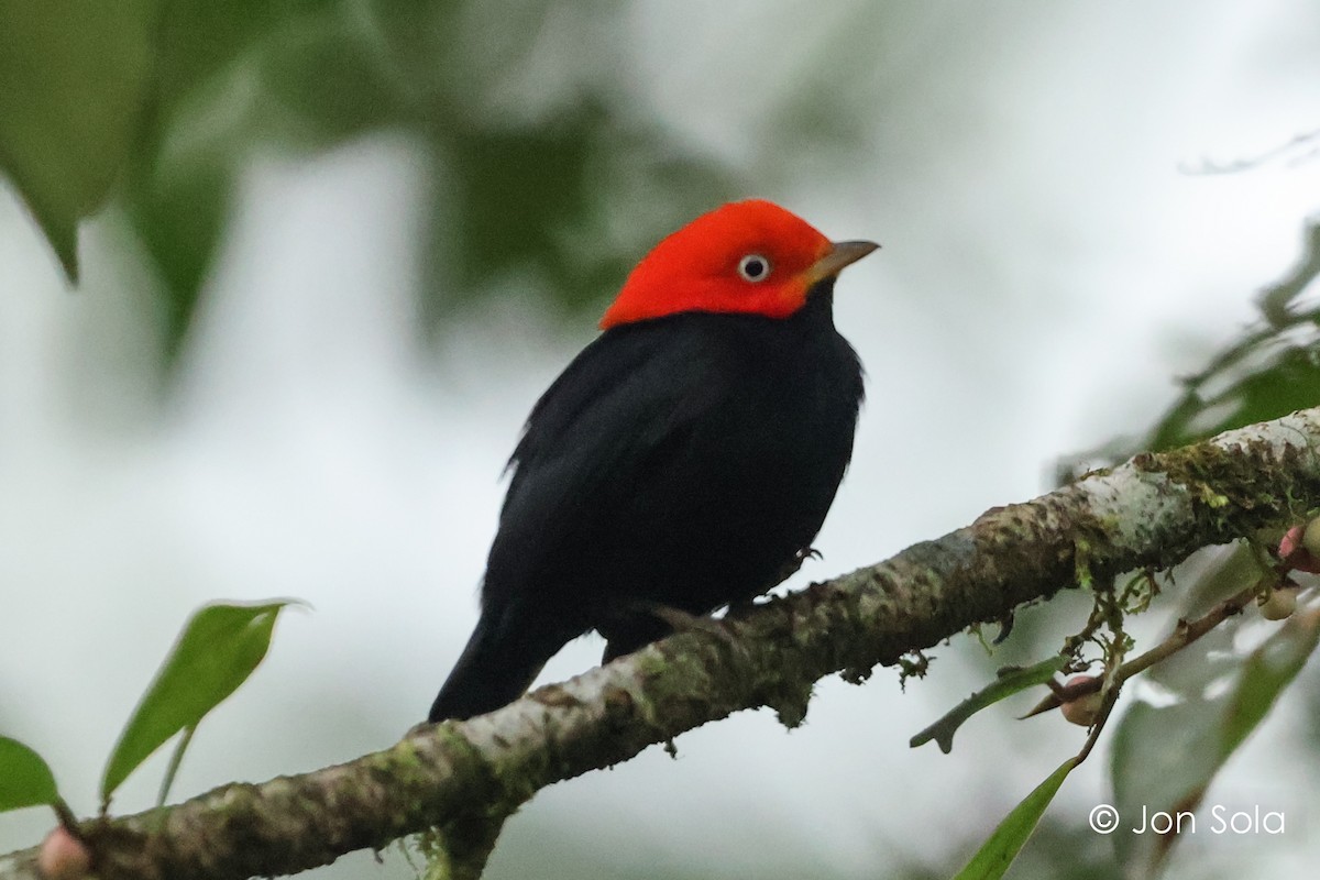 Red-capped Manakin - ML621096774