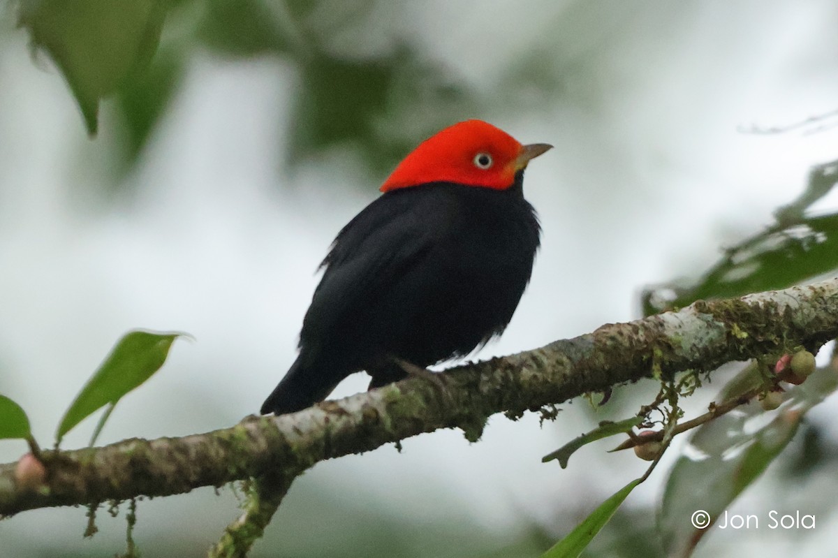 Red-capped Manakin - ML621096776