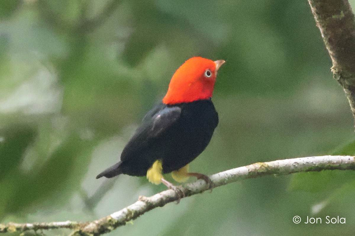 Red-capped Manakin - ML621096777