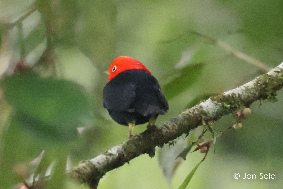 Red-capped Manakin - ML621096778