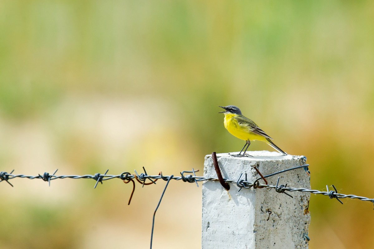 Eastern Yellow Wagtail - ML62109681