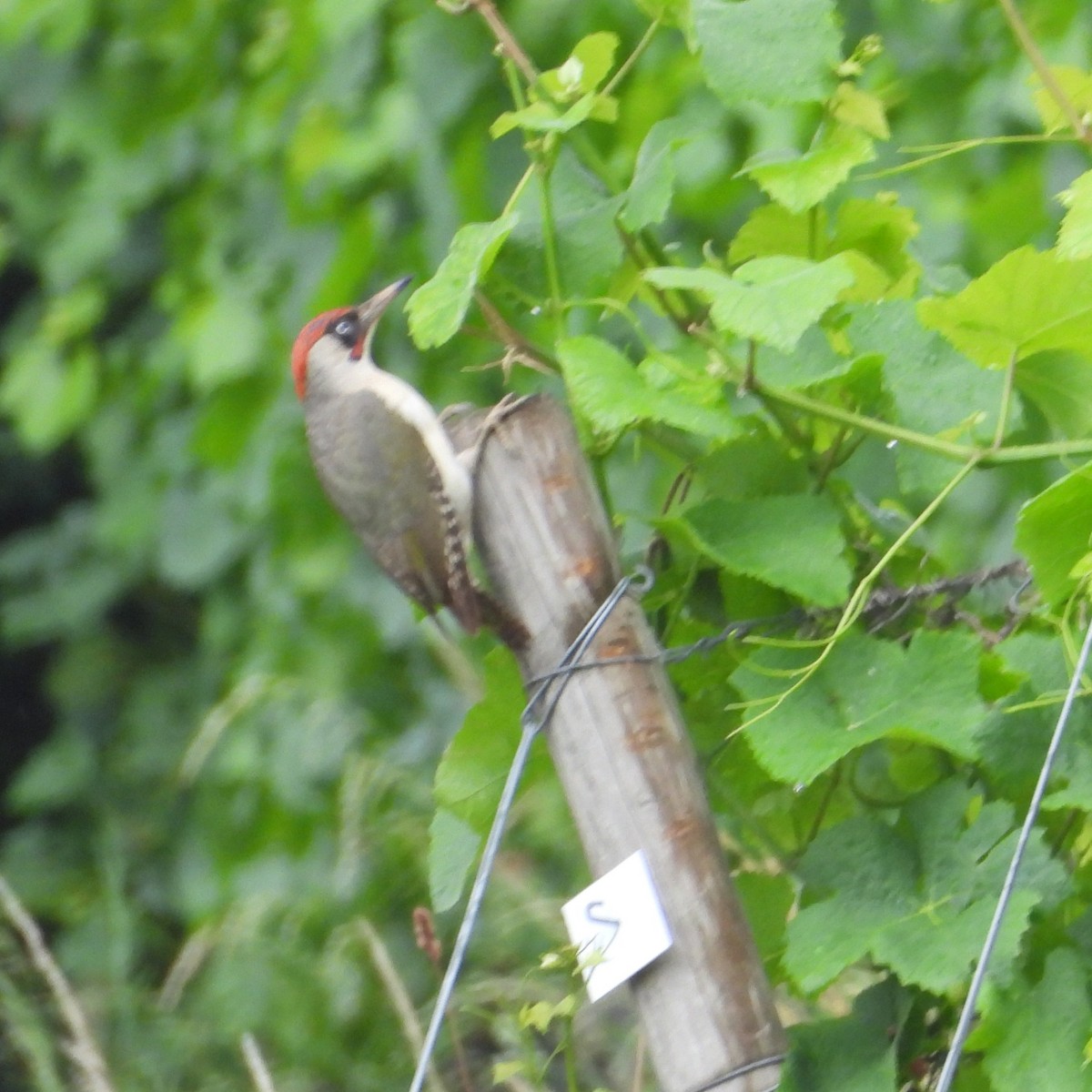 Eurasian Green Woodpecker - ML621096833