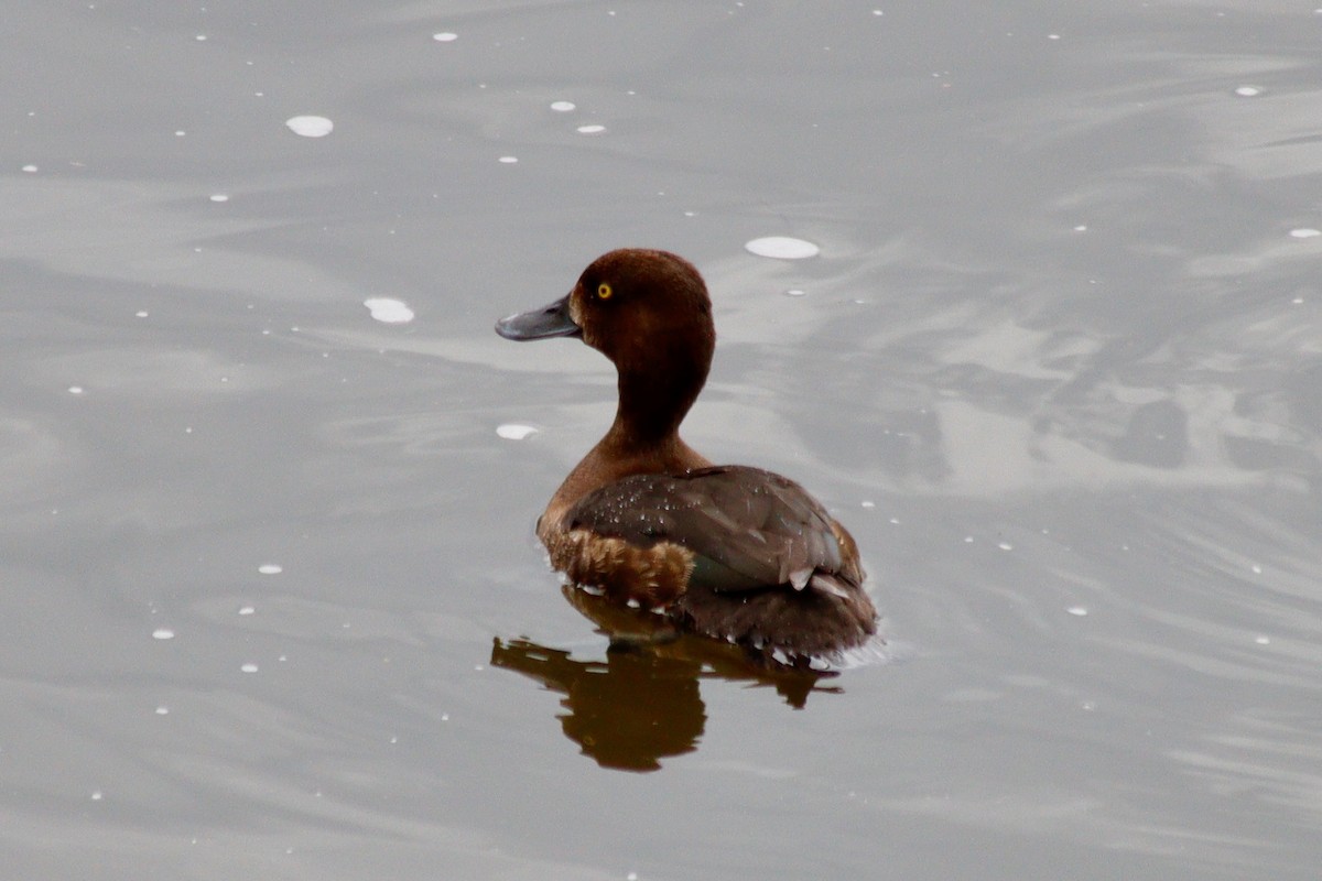 Tufted Duck - ML621096844