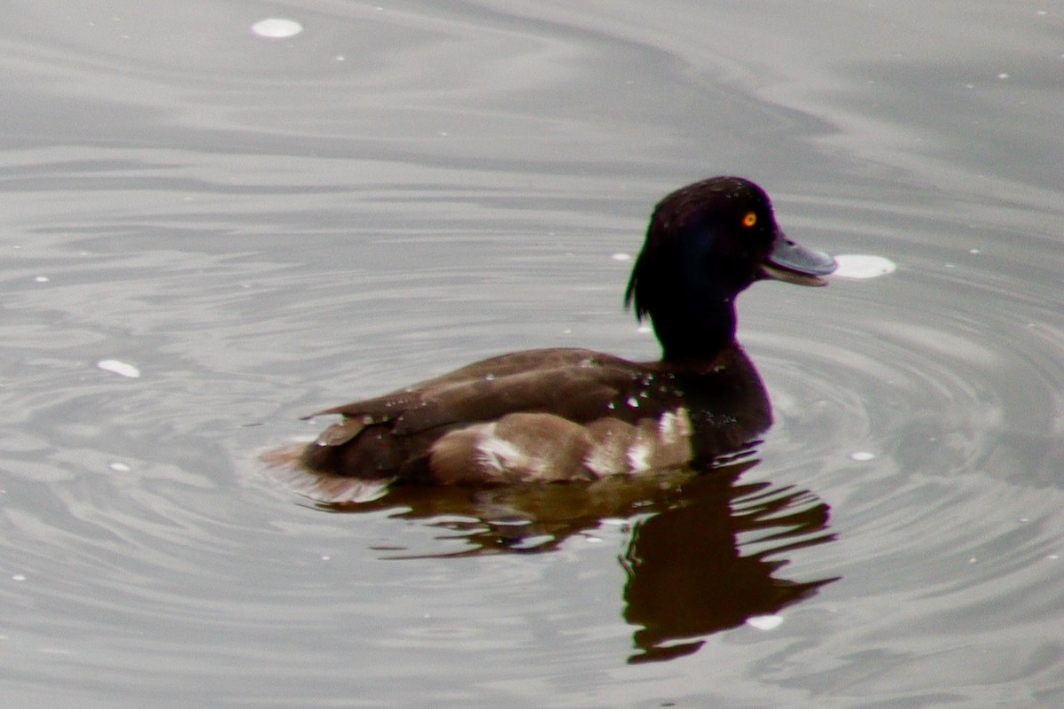 Tufted Duck - ML621096847