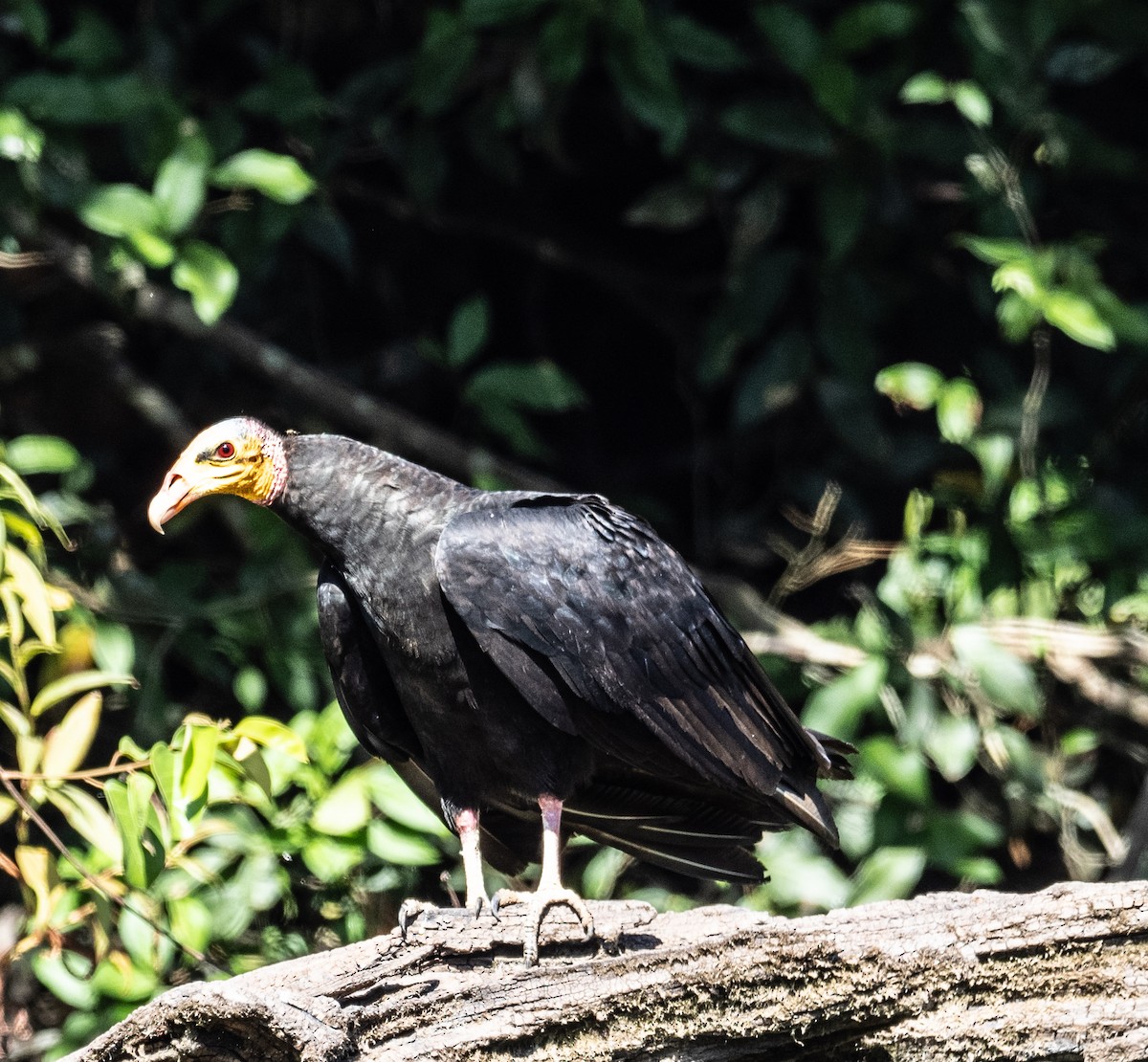 Greater Yellow-headed Vulture - ML621096848