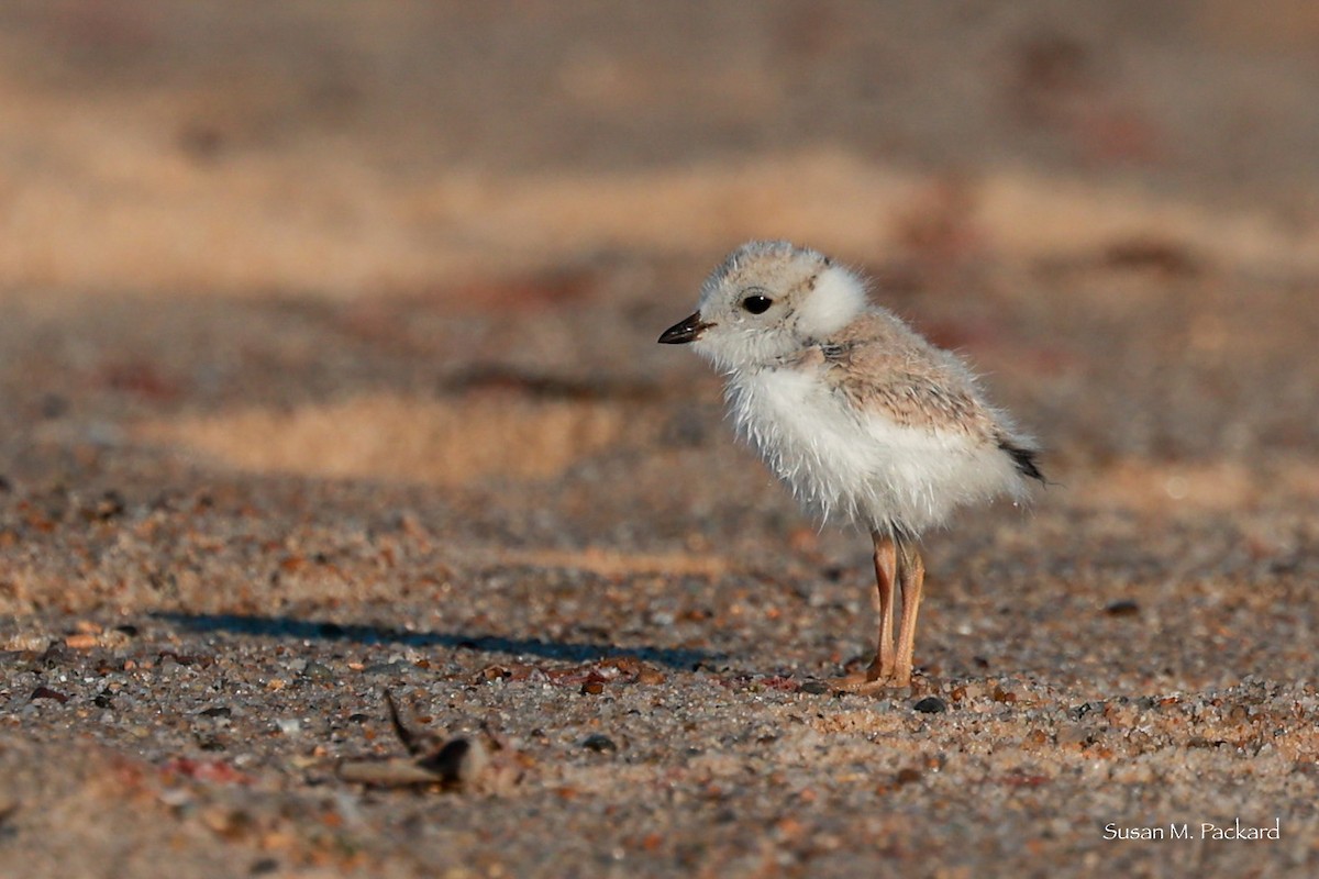Piping Plover - ML621096950