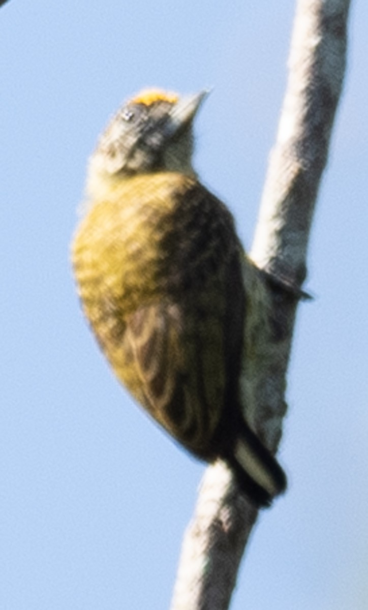 Bar-breasted Piculet - ML621097041