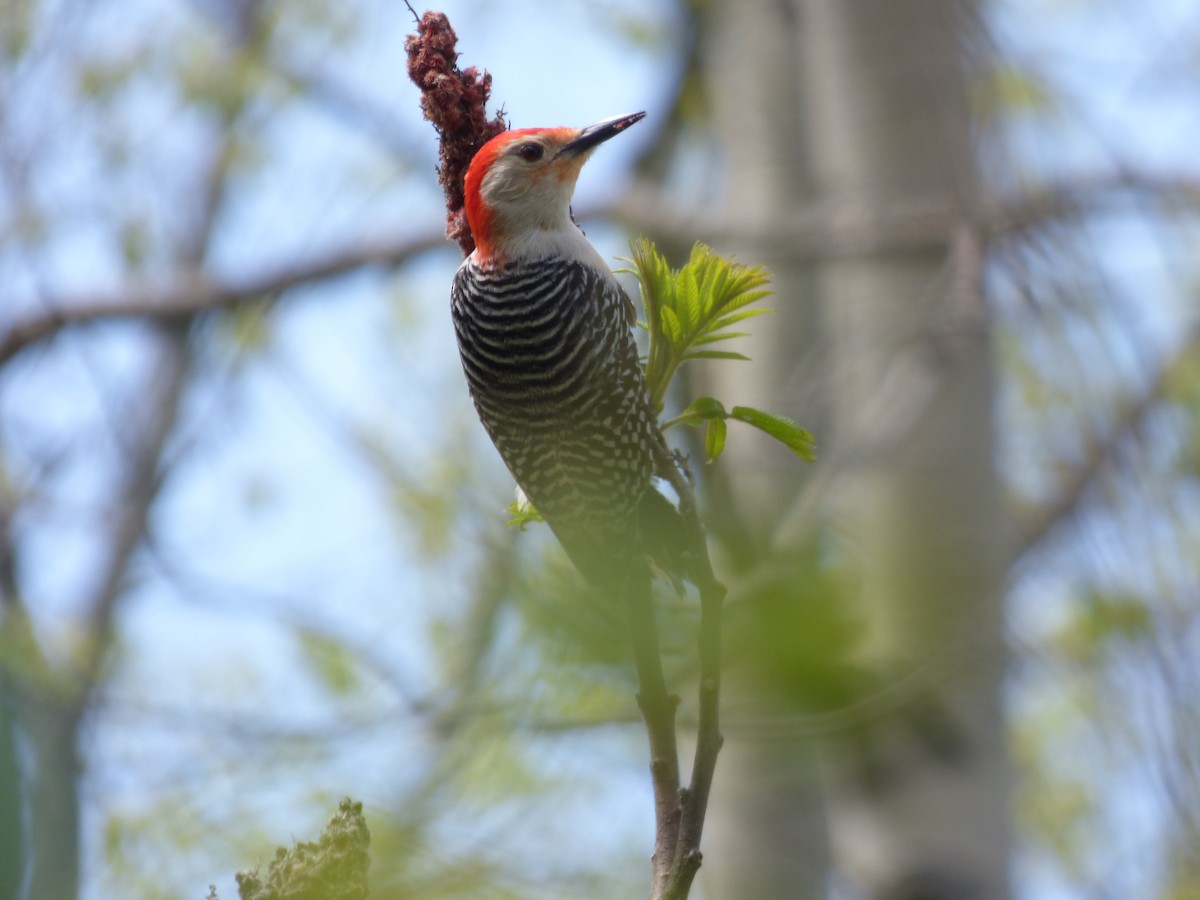 Red-bellied Woodpecker - ML621097043