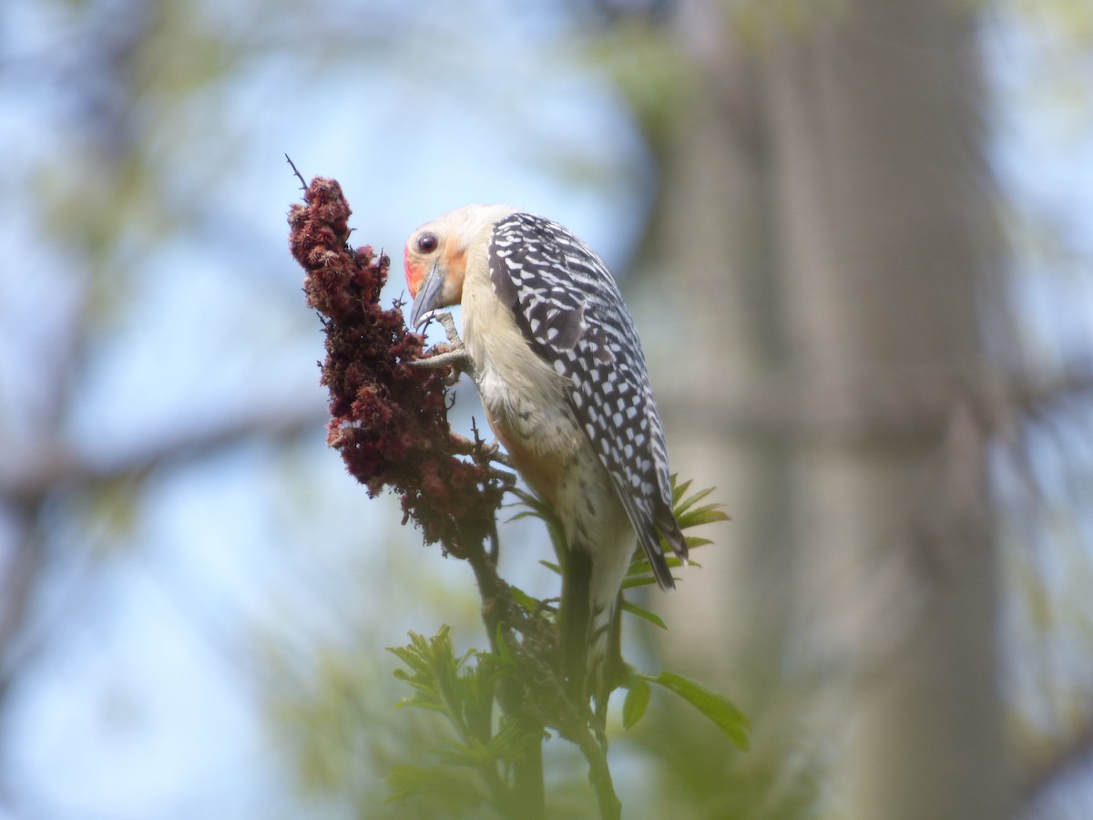 Red-bellied Woodpecker - ML621097045