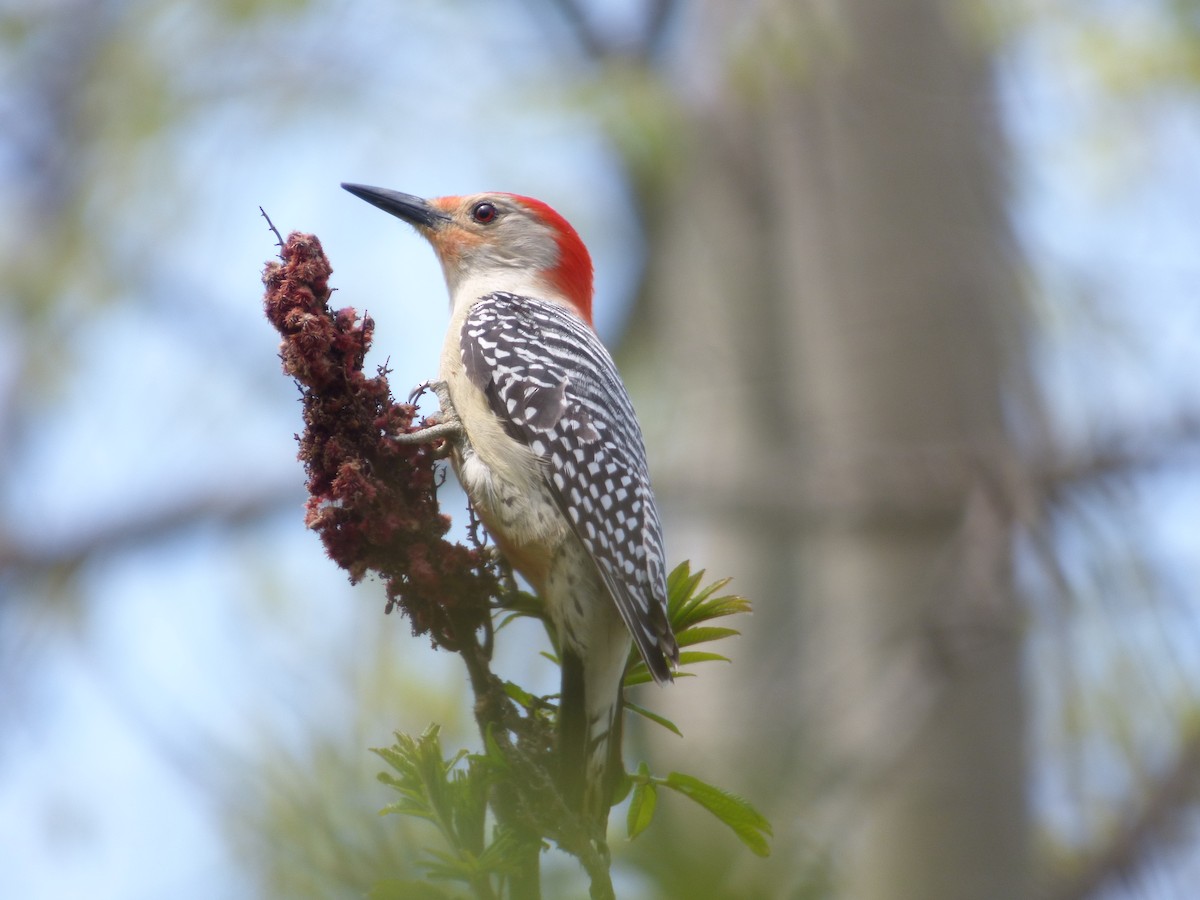 Red-bellied Woodpecker - ML621097046