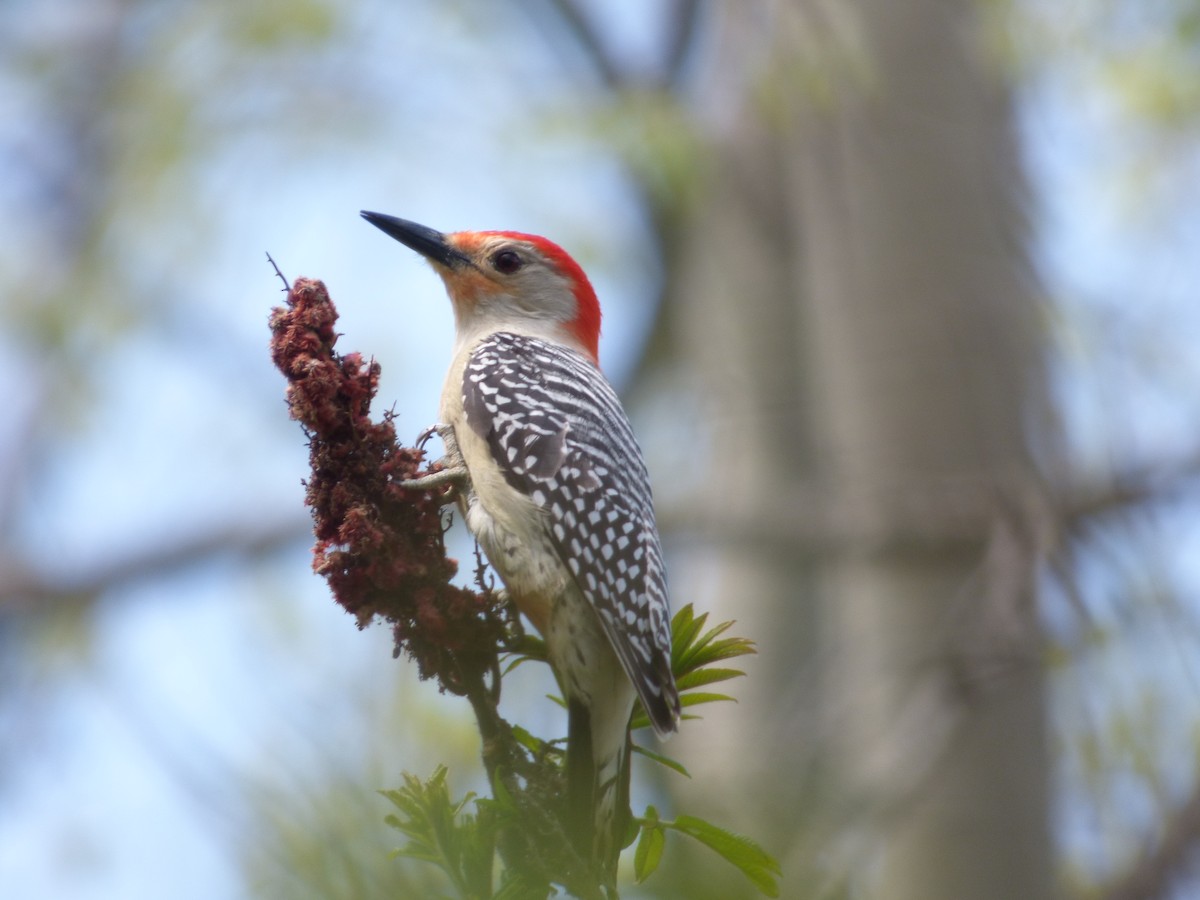 Red-bellied Woodpecker - ML621097047