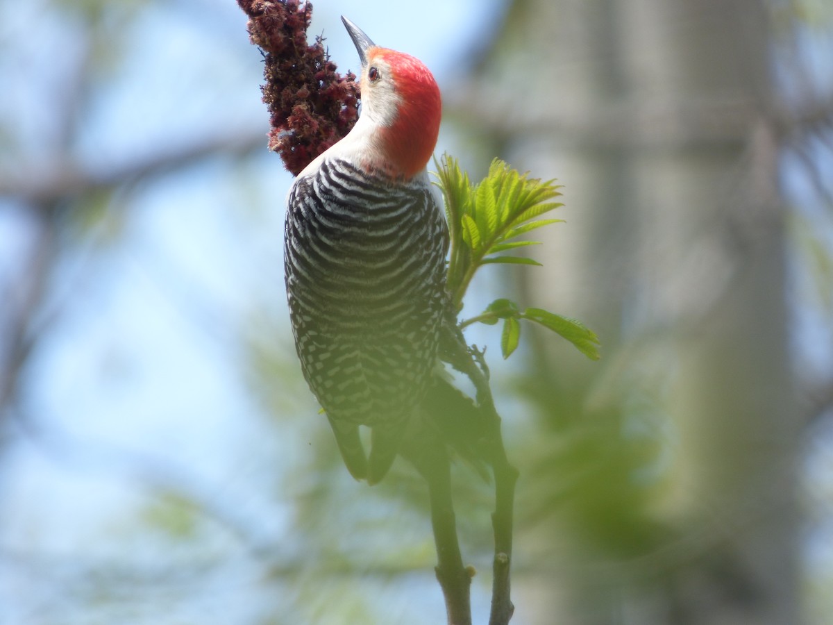 Red-bellied Woodpecker - ML621097048