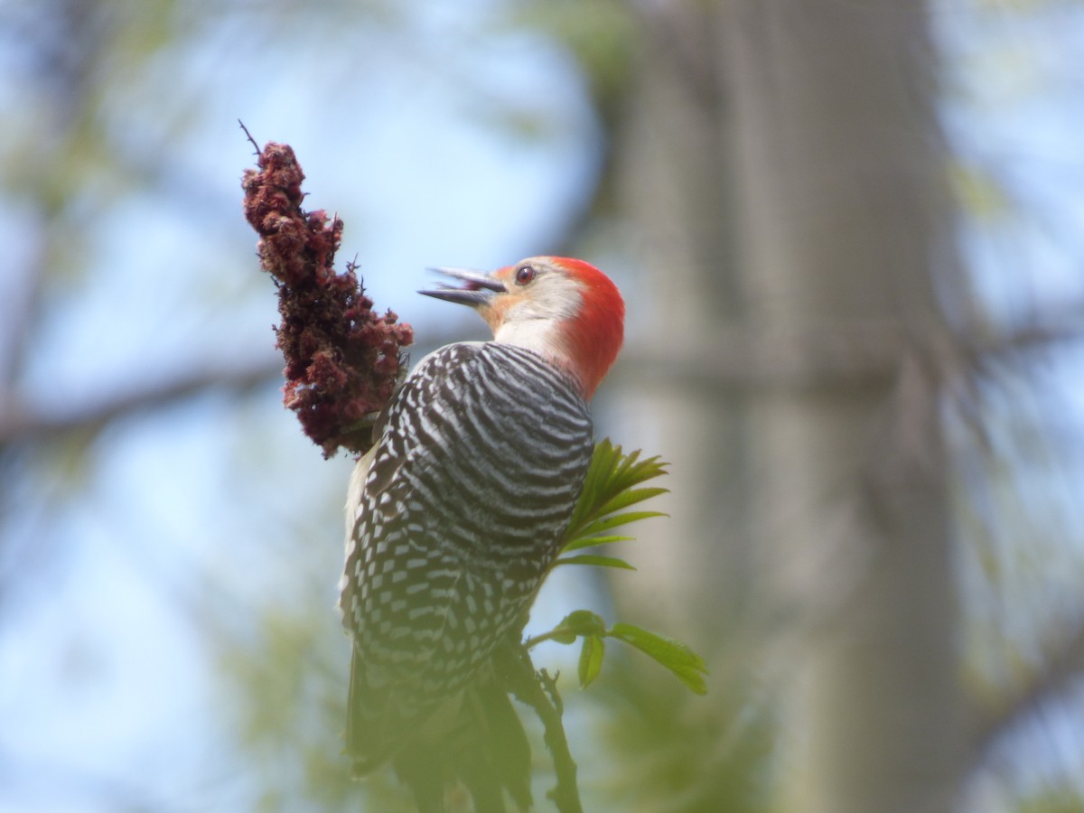 Red-bellied Woodpecker - ML621097049