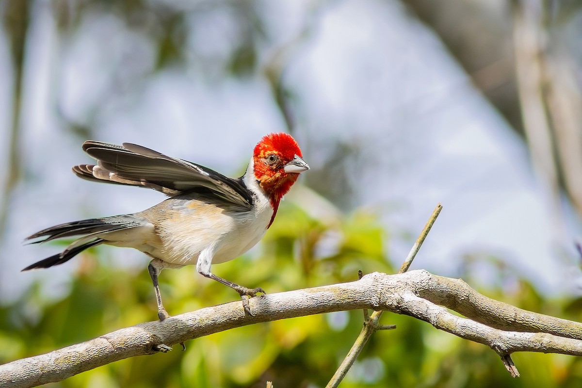 Red-cowled Cardinal - ML621097054