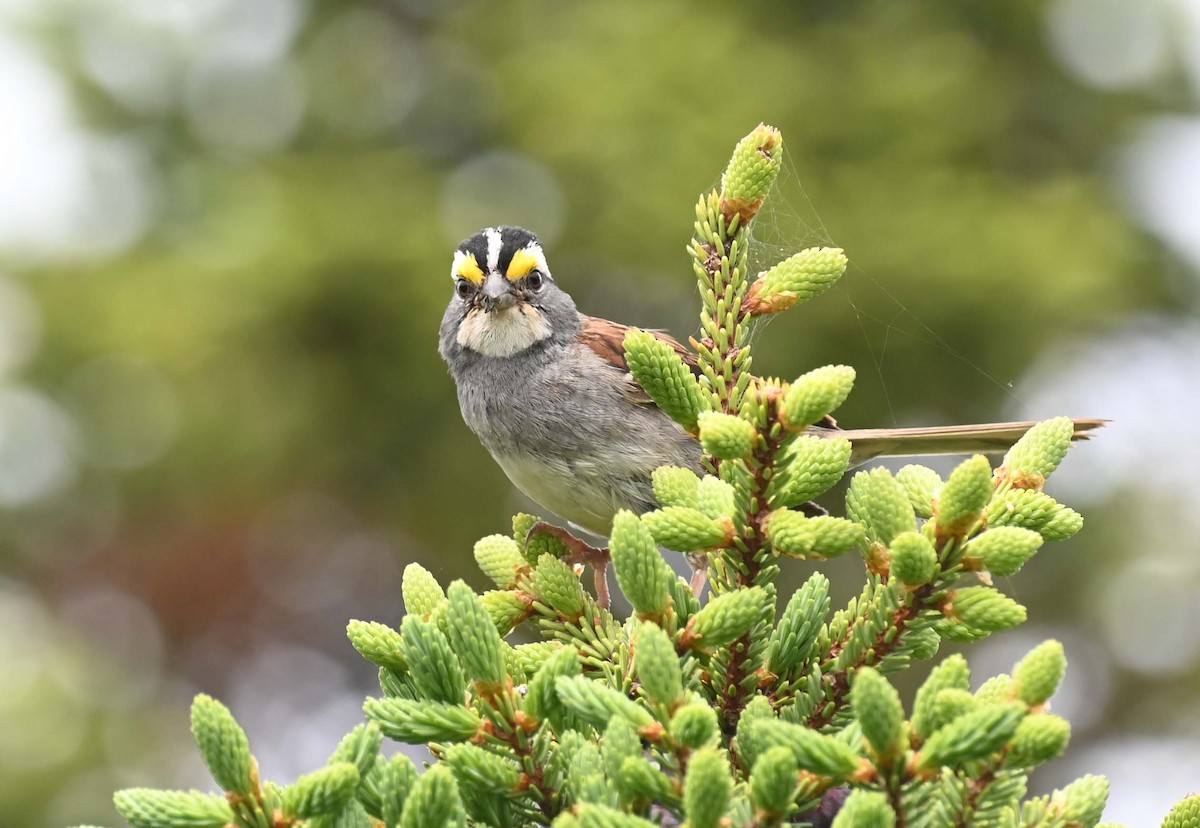 White-throated Sparrow - ML621097059