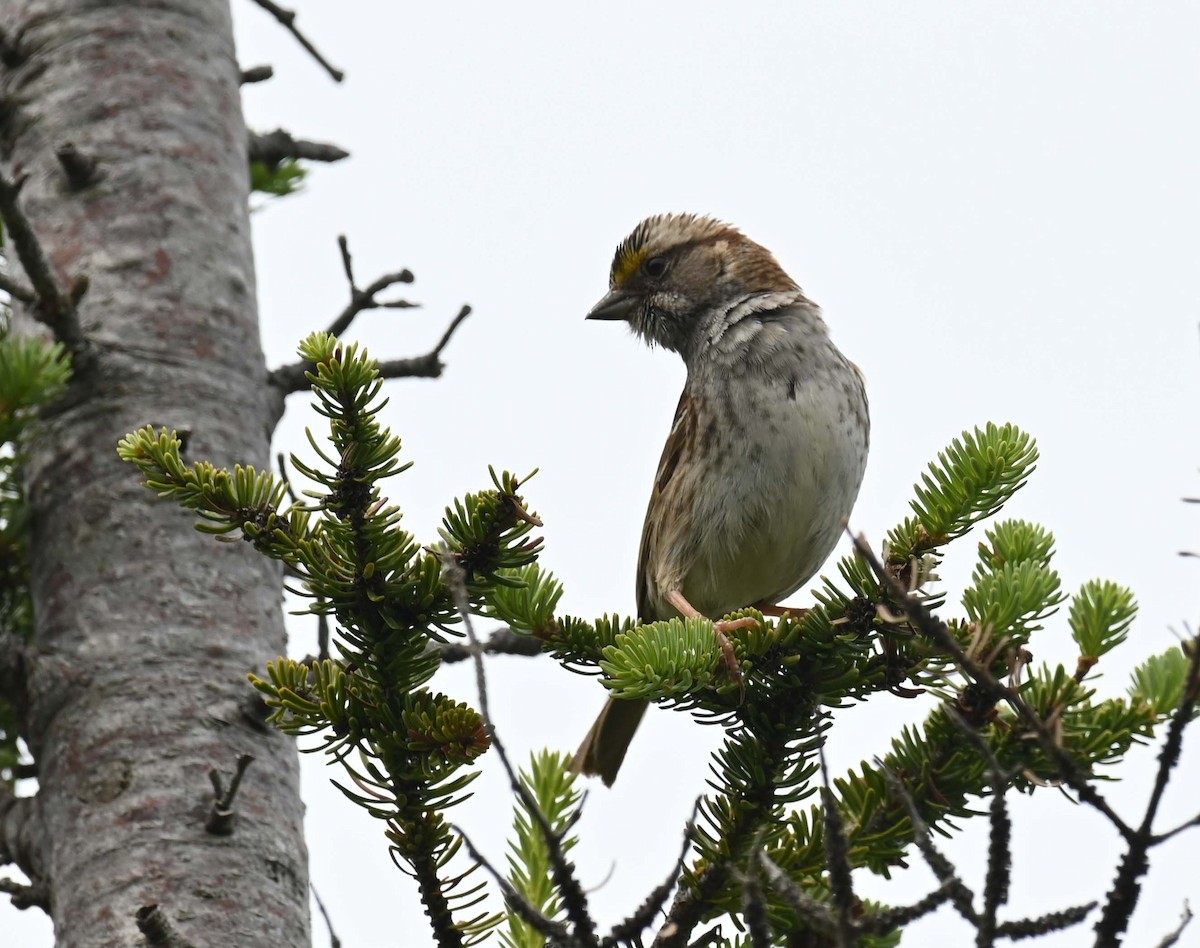 White-throated Sparrow - ML621097060